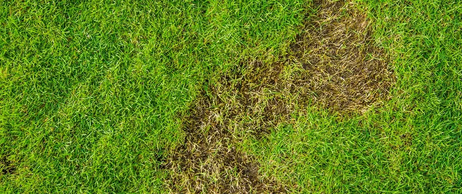 Damage in a lawn due from grub infestation in El Paso, TX.