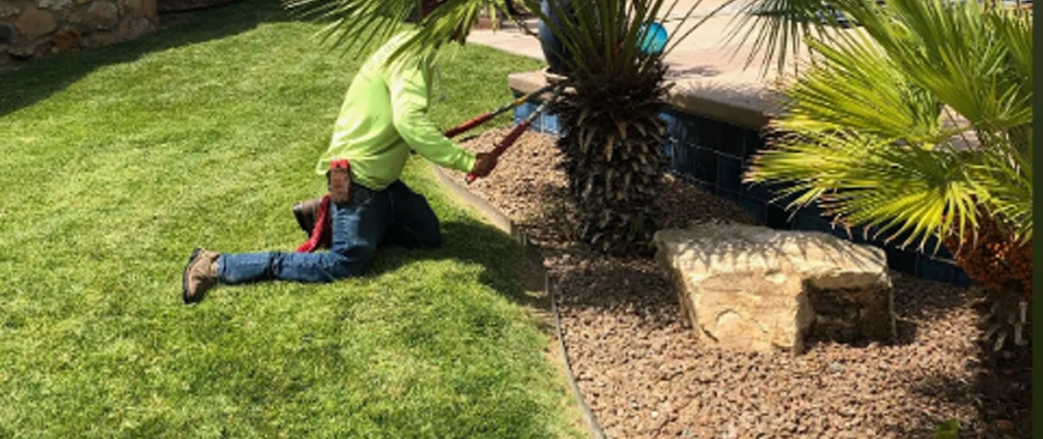 Landscape professional pruning palm tree in Las Cruces, NM.