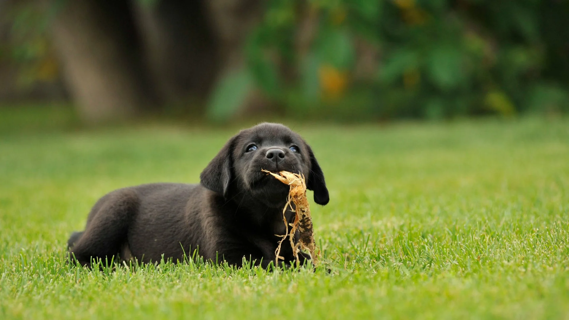 The Best of Both Worlds - Treating Your Lawn & Keeping Your Pets Safe