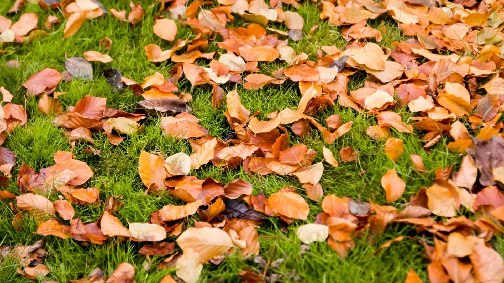 How to maintain your lawn in the Fall