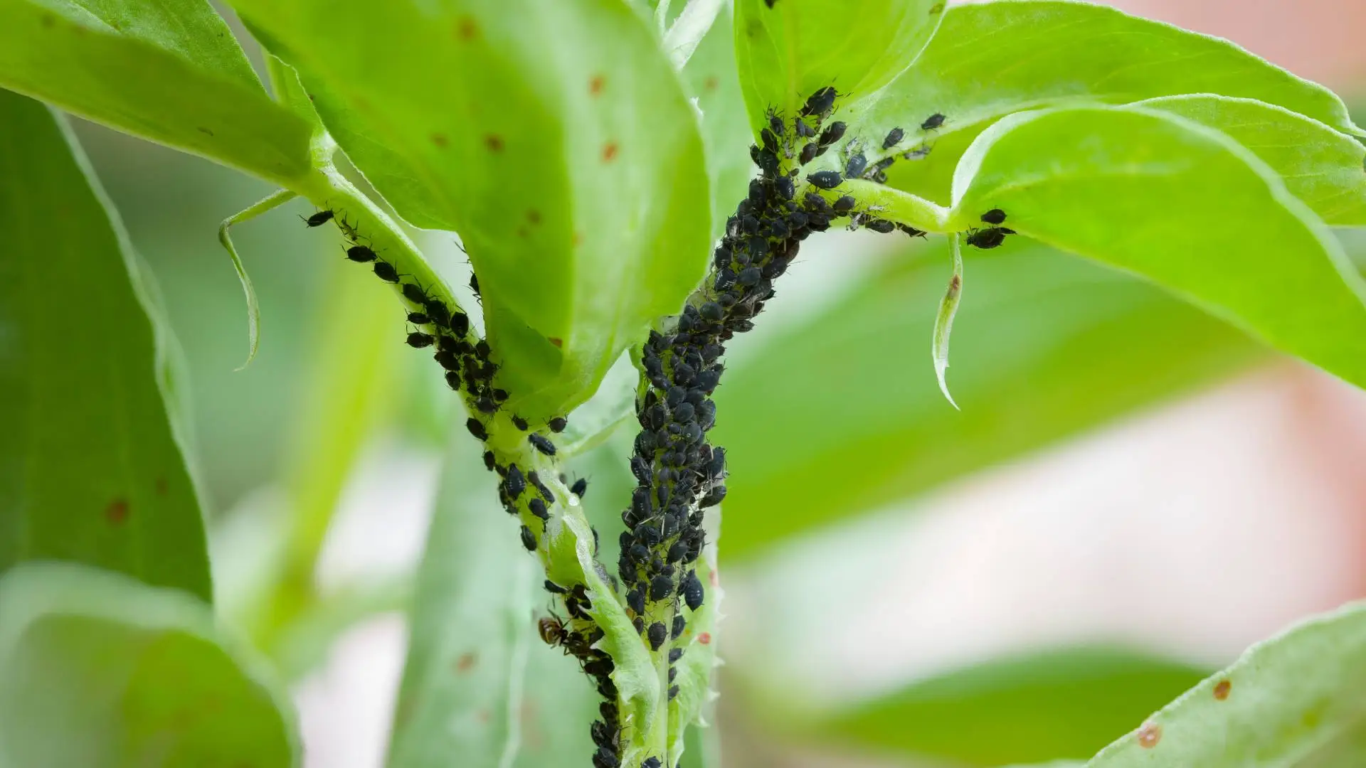 What are the bugs on my oleanders? How to deal with Aphids.