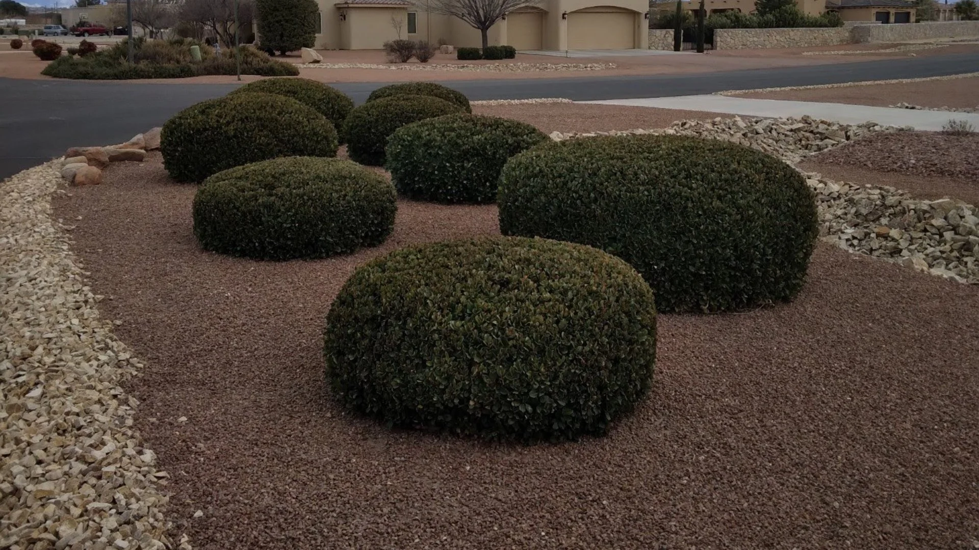 Common Signs It’s Time to Prune Your Plants