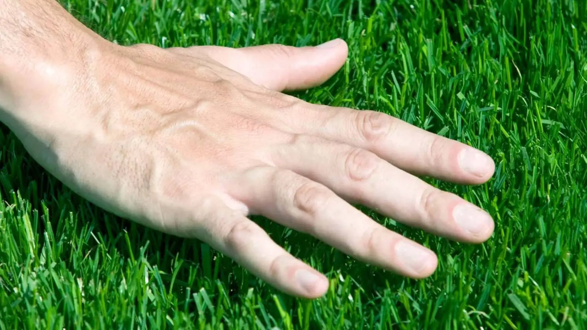 Caring for your new sod!