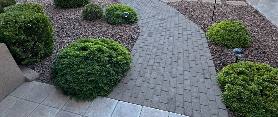 Shrubs that have been regularly maintained in Las Cruces, NM.