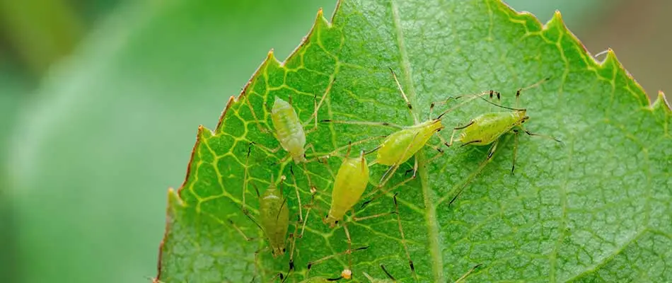 Aphid insects common to the Las Cruces, NM area destroying a plant.