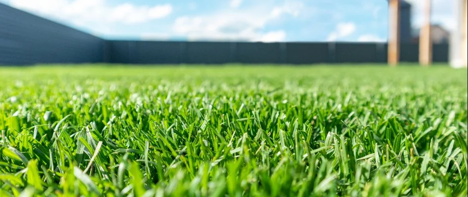 A vibrant, green lawn on a property in Fairacres, NM.