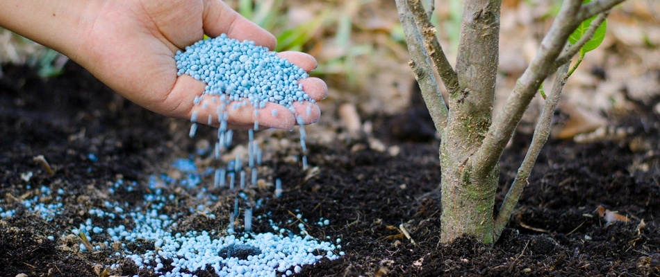 Granular fertilizer added to a drip line of a shrub in landscape in Santa Teresa, NM.