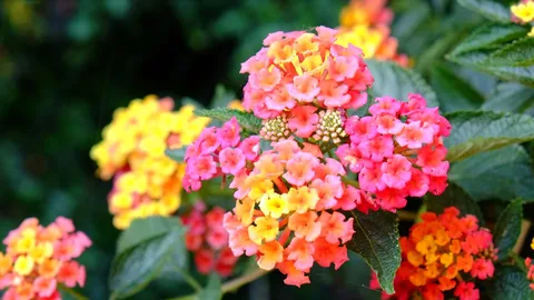 Plantings like lantanas installed for a softscape bed in Las Cruces, NM.