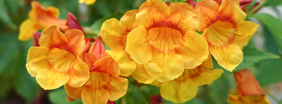 Orange Jubilee plant installed in landscaping bed at Mesilla, NM home.