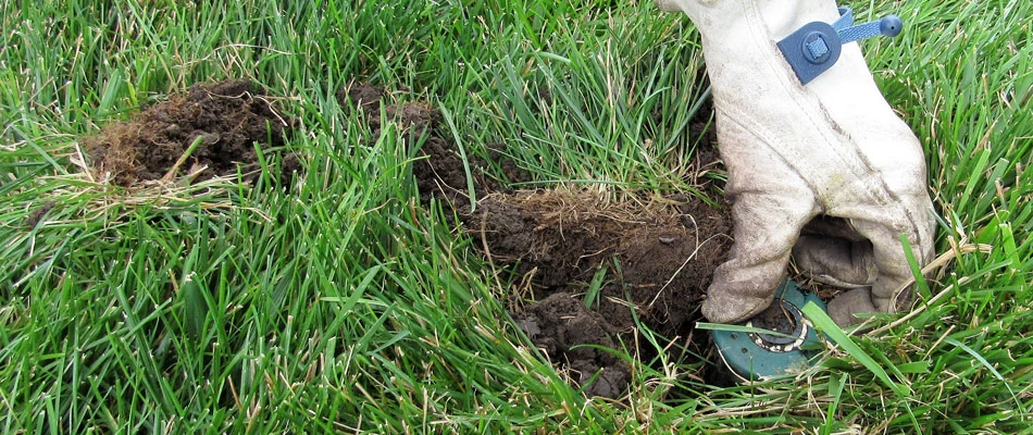 Gloved professional adjusting sprinkler head in a lawn in El Paso, TX.