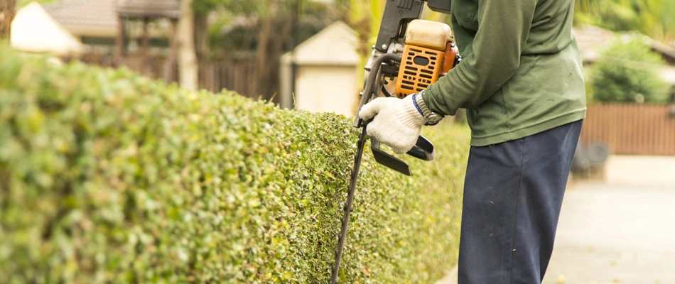 Hedge being trimmed in landscape in Mesilla, NM.