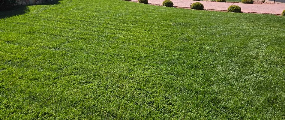 Thick, green lawn in East El Paso, TX.